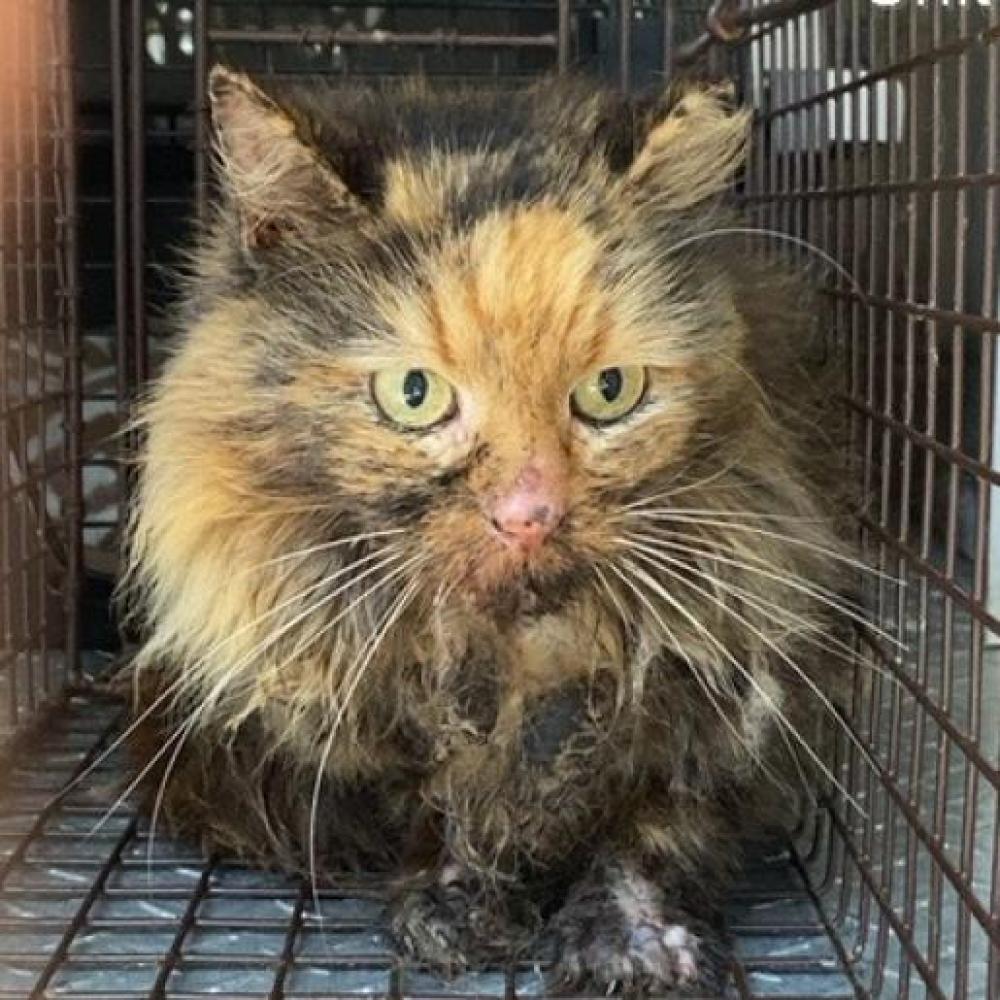 Shelter Stray Female Cat last seen , Chattanooga, TN 37415