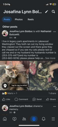 Lost Female Cat last seen Near 92nd st , Lakewood, WA 98499