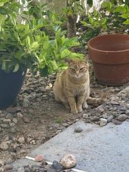Lost Male Cat last seen oakley & buffalo, Las Vegas, NV 89117