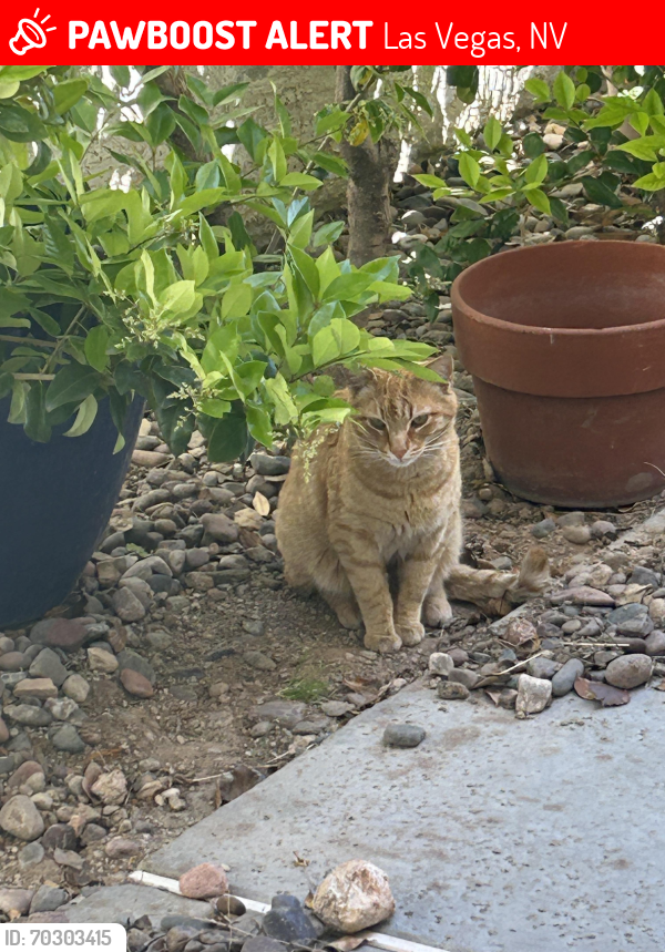 Lost Male Cat last seen oakley & buffalo, Las Vegas, NV 89117