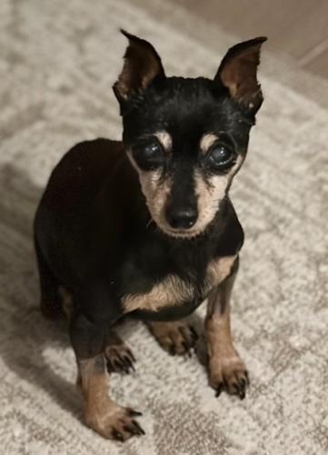 Lost Female Dog last seen Queenston Blvd and French Rd., Houston, TX 77084