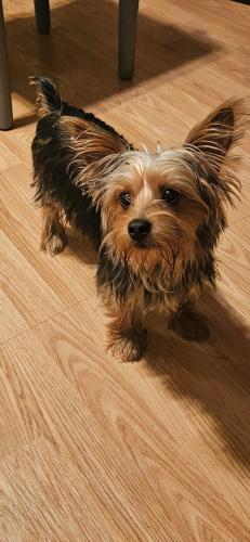 Lost Male Dog last seen Garth Rd. & Park St. , Baytown, TX 77520