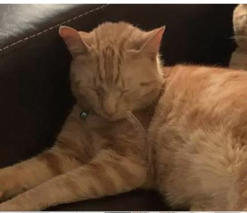 Lost Male Cat last seen 21st, Indianapolis, IN 46218