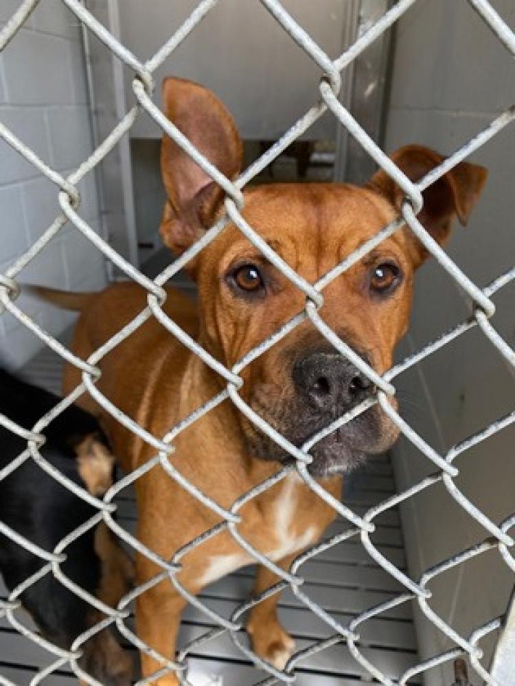 Shelter Stray Female Dog last seen Grifton, NC 28530, New Bern, NC 28562