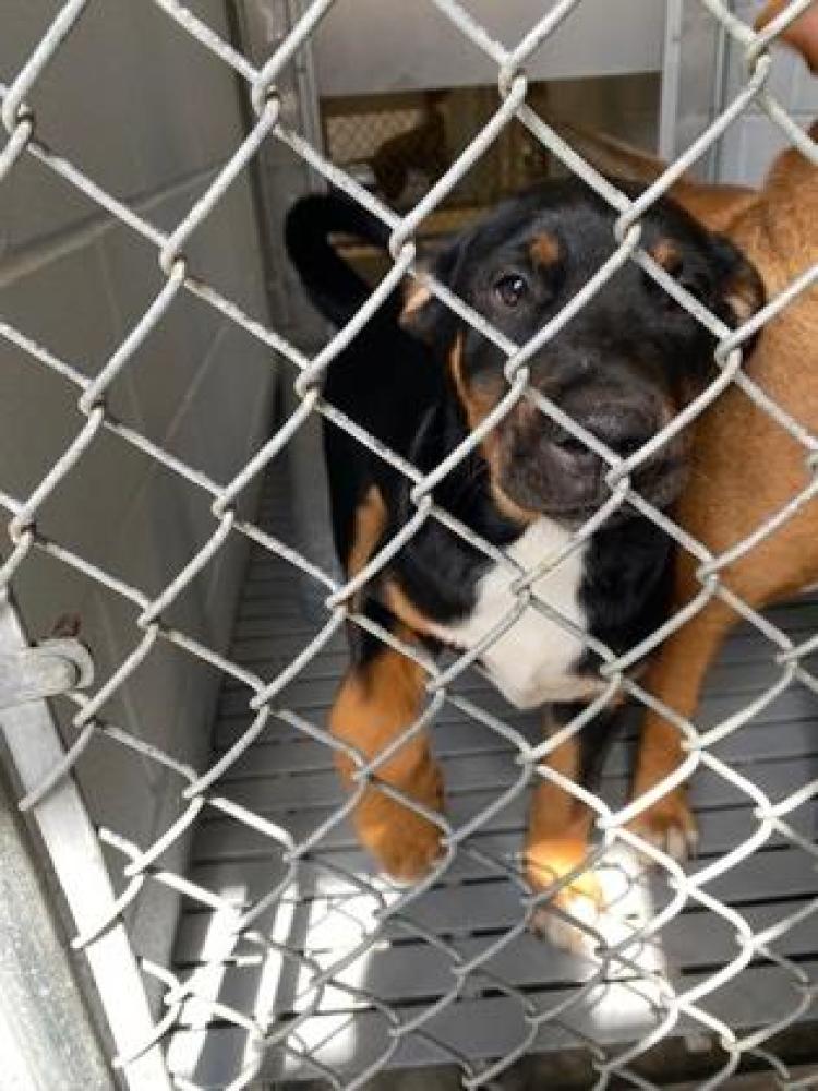 Shelter Stray Male Dog last seen Grifton, NC 28530, New Bern, NC 28562