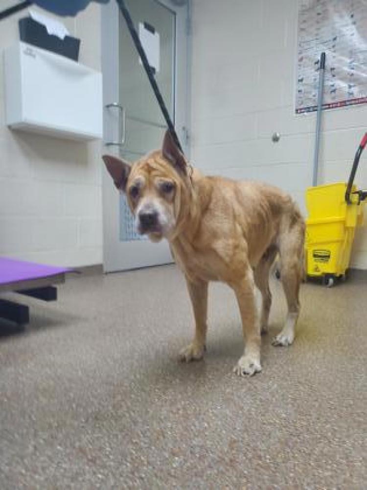 Shelter Stray Female Dog last seen North Charleston, SC 29405, Charleston, SC 29406