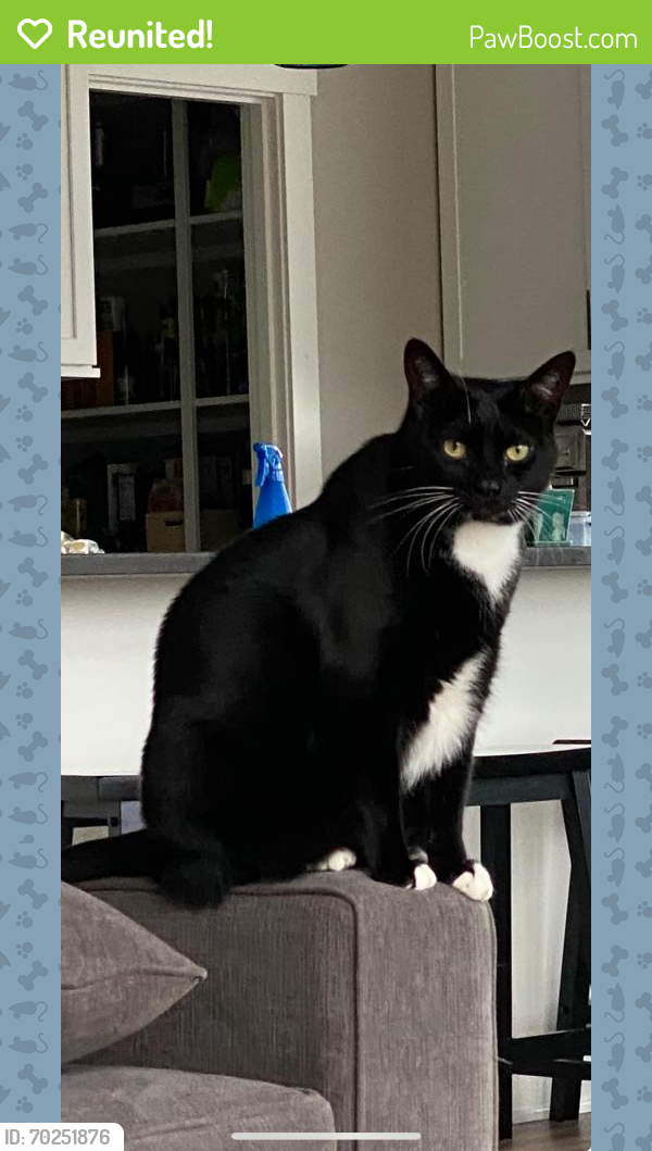 Reunited Male Cat last seen west 3rd place by oaks , Anacortes, WA 98221