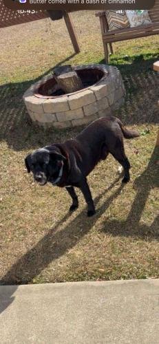 Lost Male Dog last seen Little Divine rd & Thorne rd, Selma, NC 27576