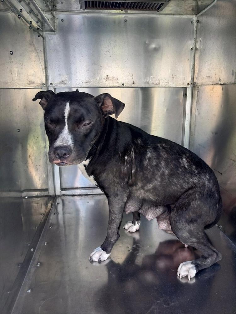 Shelter Stray Female Dog last seen Near Malapart Road, LAFAYETTE, LA, 70507, Lafayette, LA 70507