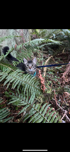 Lost Male Cat last seen Vista View apmts in Salmon Creek, Vancouver, WA 98686