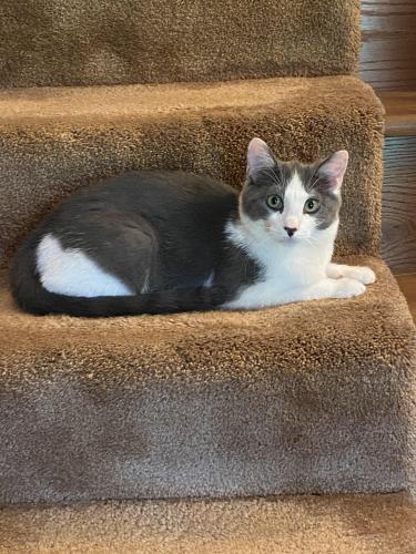 Lost Male Cat last seen Hidden Hollow and Edwards , Tipp City, OH 45371