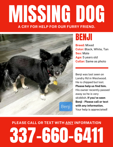 Lost Male Dog last seen Westwood Rd, Westlake, LA 70669