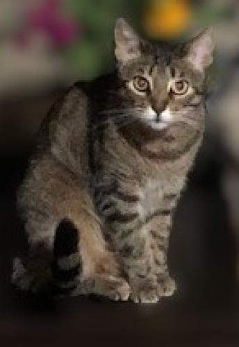 Lost Female Cat last seen Olivet Street and Exchange Place, San Diego, CA 92037
