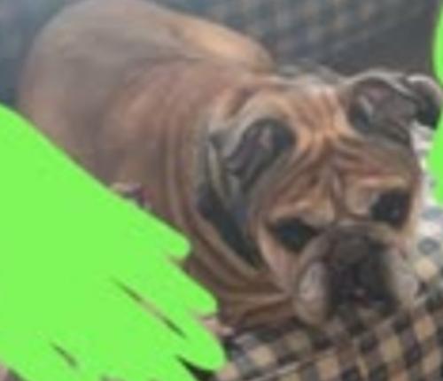 Lost Male Dog last seen Banta and Madison, Homecroft, IN 46227