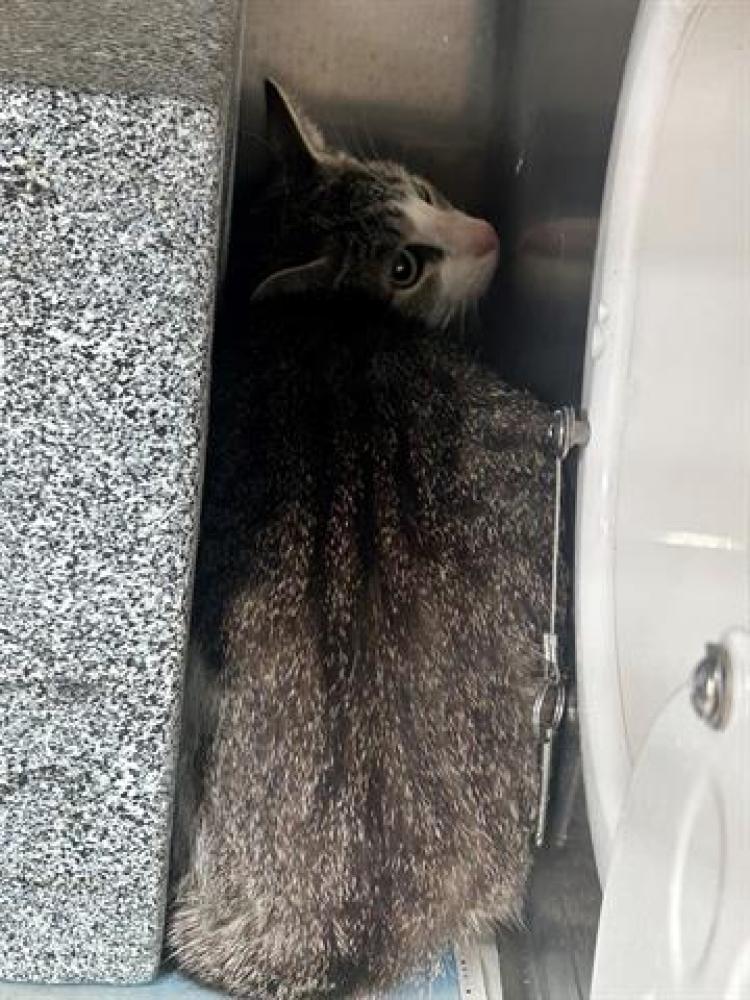 Shelter Stray Female Cat last seen ZEMCO DR AND GLENCOE DR, Chula Vista, CA 91911