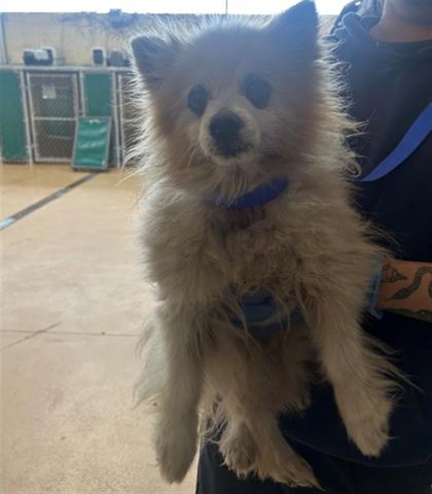 Shelter Stray Male Dog last seen BAY LEAF DR AND HORIZON VIEW DR, Chula Vista, CA 91911