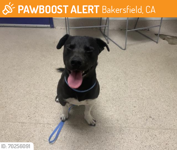 Shelter Stray Male Dog last seen SAN BERNARDINO BLVD, RIDGECREST CA 93555, Bakersfield, CA 93308