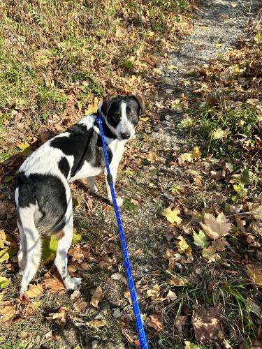 Lost Male Dog last seen Dog pound near , Millersville, MD 21054