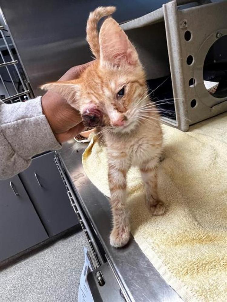 Shelter Stray Male Cat last seen Near BLOCK APPLEYARD DR, TALLAHASSEE FL 32304, Tallahassee, FL 32311