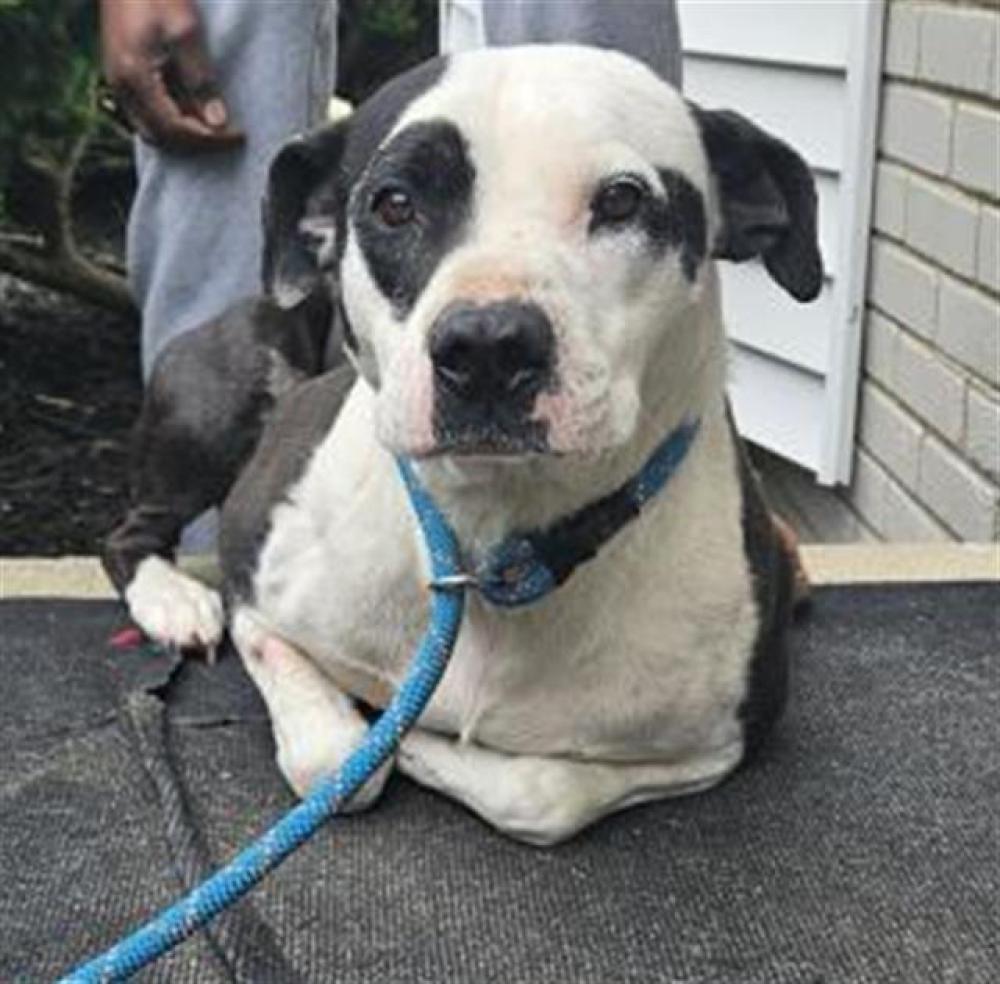 Shelter Stray Male Dog last seen Near BLOCK LONGACRE ST, DETROIT, MI 48227, Detroit, MI 48211