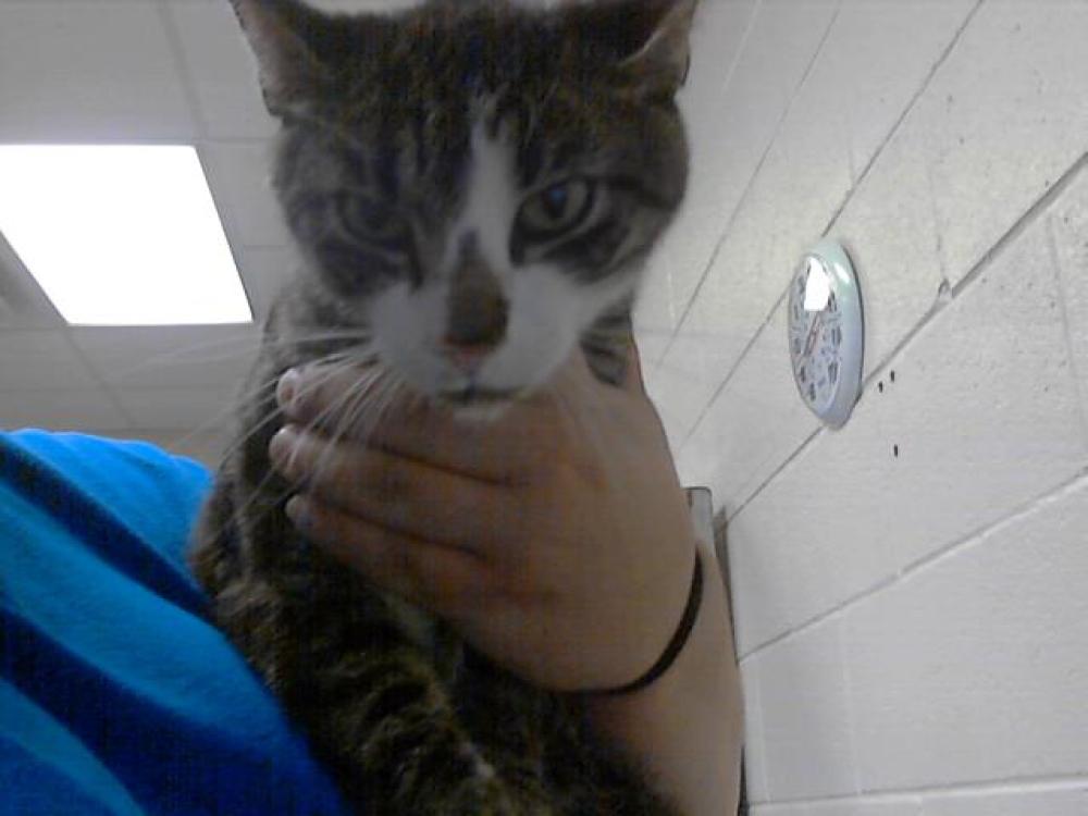 Shelter Stray Male Cat last seen Near BLOCK BLAZE CT, FAYETTEVILLE NC 28314, Fayetteville, NC 28306