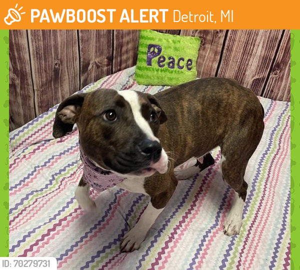 Shelter Stray Female Dog last seen Near BLOCK BARTON ST, DETROIT, MI 48210, Detroit, MI 48211