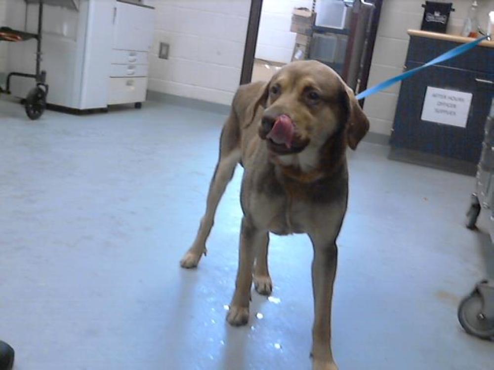 Shelter Stray Male Dog last seen Near BLOCK CAMDEN RD, FAYETTEVILLE NC 28306, Fayetteville, NC 28306
