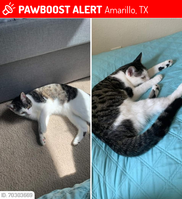 Lost Female Cat last seen Bernay, Blake ave, Arden rd, Amarillo, TX 79119