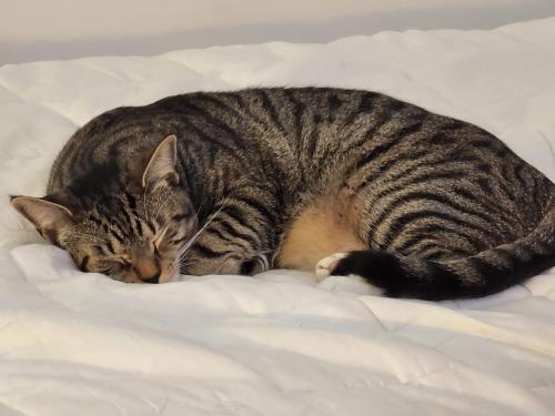 Lost Male Cat last seen Sandpiper cndmniums Parma, Parma, OH 44134