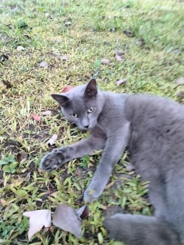 Lost Male Cat last seen Near Meadowside CT Orlando FL 32825, Orlando, FL 32825