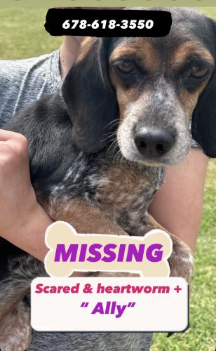 Lost Female Dog last seen Pine forest drive Athens , ga , Athens, GA 30606