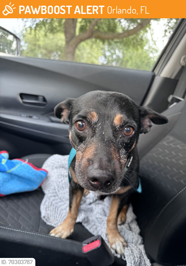 Found/Stray Male Dog last seen Lake underhill vets parking lot, Orlando, FL 32822