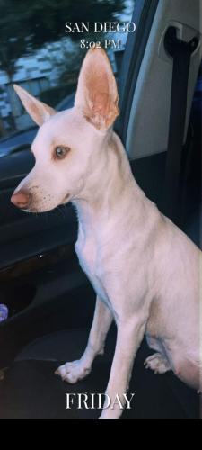 Lost Female Dog last seen mira mesa boulevard , San Diego, CA 92126