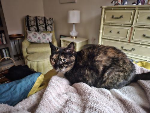 Lost Female Cat last seen Henley Road between Taunton and Parkside , Buffalo, NY 14202