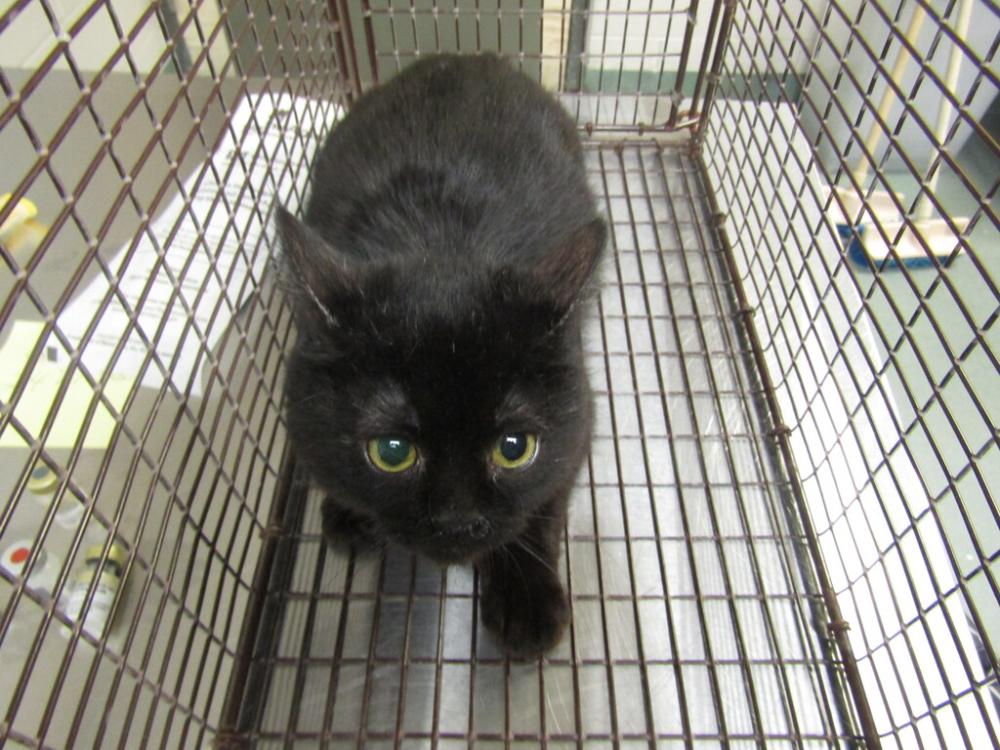 Shelter Stray Female Cat last seen Near Juniper Ct, RALEIGH, NC, 27612, Raleigh, NC 27610