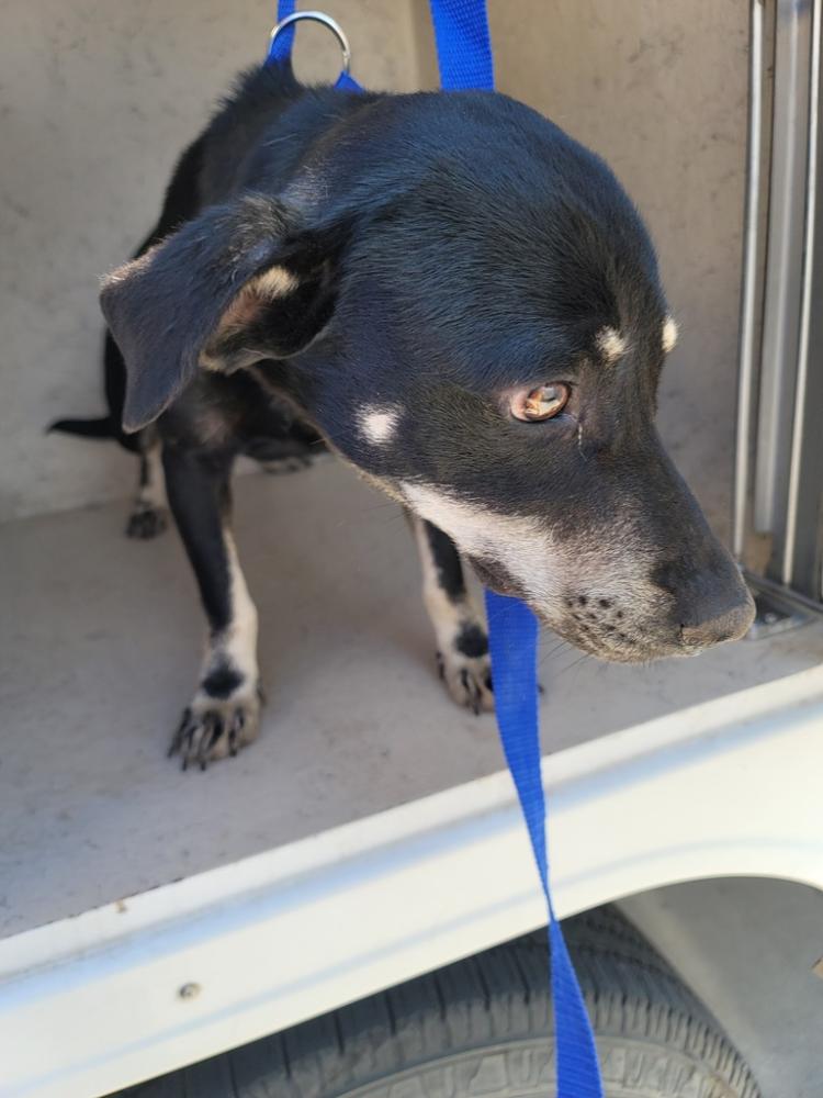 Shelter Stray Male Dog last seen Near Lacobie Street, LAFAYETTE, LA, 70501, Lafayette, LA 70507