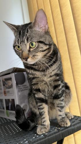 Lost Male Cat last seen New islington, Greater Manchester, England M4 7ED