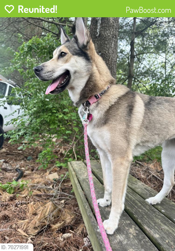Reunited Female Dog last seen Timber grove rd , Owings Mills, MD 21117