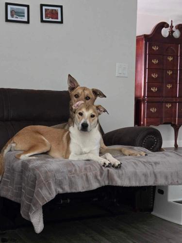 Lost Female Dog last seen Ocotillo dr and Bowes, Tucson, AZ 85750
