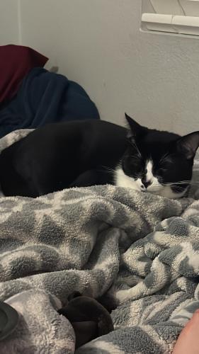 Lost Male Cat last seen Ball rd & dale ave, Anaheim, CA 92804