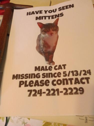 Lost Male Cat last seen Tyler Ave and Donnan ave, Washington, PA 15301