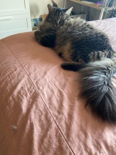 Lost Unknown Cat last seen In the Pines apmts, Fullerton, CA 92831