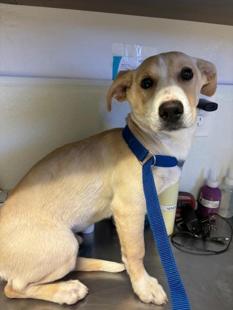 Shelter Stray Female Dog last seen Near BLOCK PEPPERTREE LN BLK/APPLETRRE LN,BAKERSFIELD,CA, Bakersfield, CA 93307
