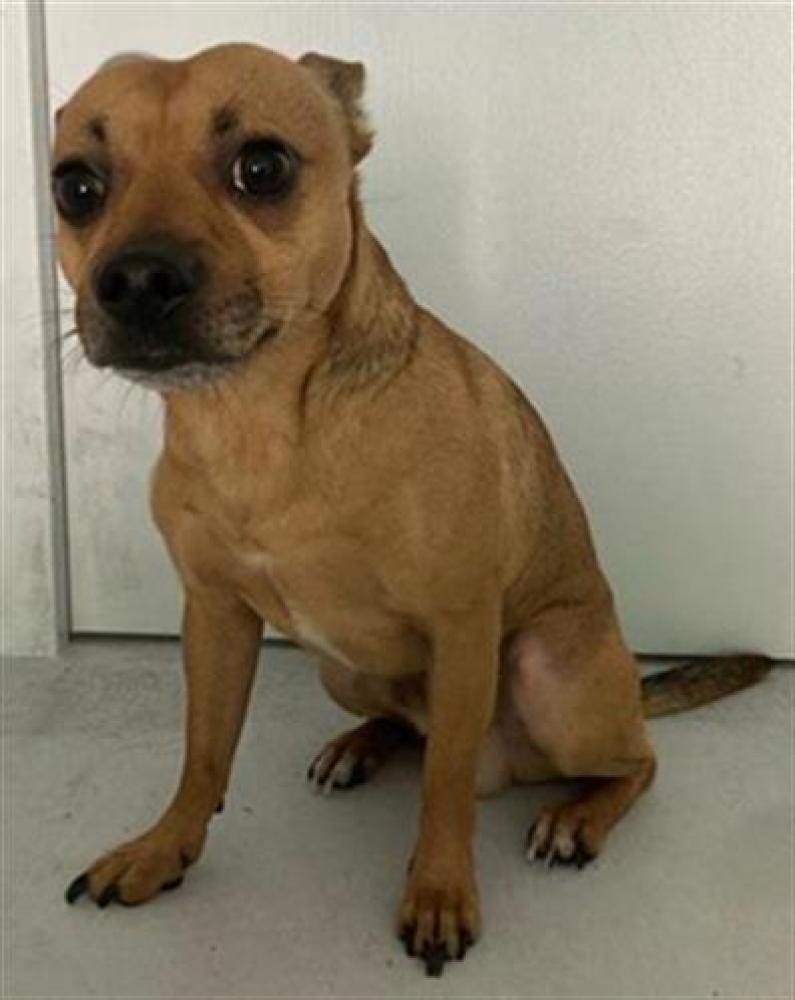Shelter Stray Male Dog last seen HOWE AVE & FOLSOM BLVD, Sacramento, CA 95818