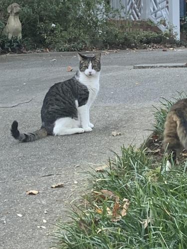 Lost Male Cat last seen Orchard Valley Trail and Orchard Knob , Atlanta, GA 30339