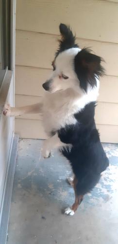 Lost Female Dog last seen Chambers and Hill st, Denton, TX 76205