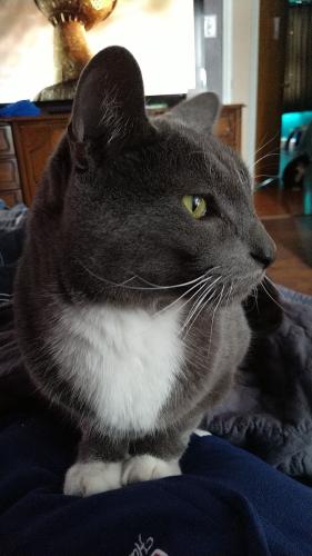 Lost Male Cat last seen New Hanover Square Rd , Gilbertsville, PA 19525