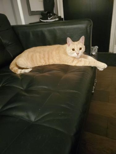Lost Male Cat last seen East Ave and Wilson, Hamilton, ON L8L 5H7