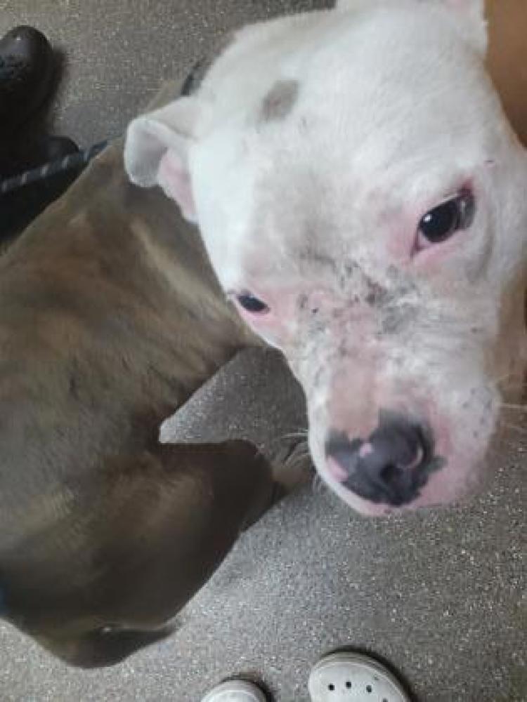 Shelter Stray Male Dog last seen North Charleston, SC 29405, Charleston, SC 29406
