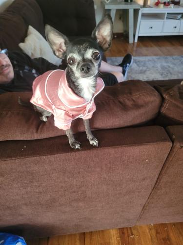 Lost Female Dog last seen Mill plain and Andresen Road, Vancouver, WA 98664